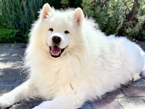 Exploring the Connection between White Magic Samoyed Oirce and Nature